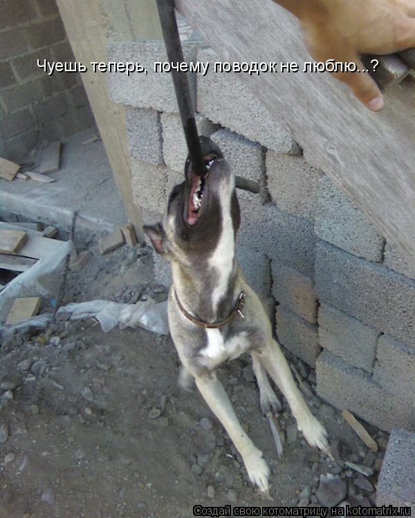 Котоматрица: Чуешь теперь, почему поводок не люблю...?