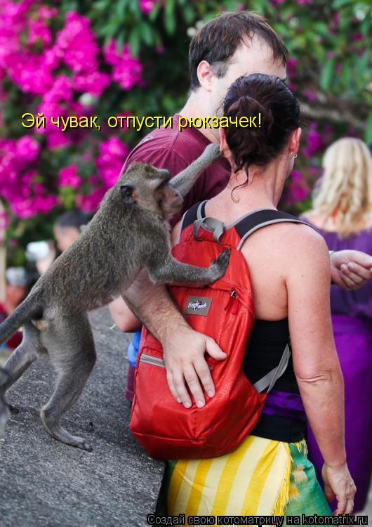 Котоматрица: Эй чувак, отпусти рюкзачек!