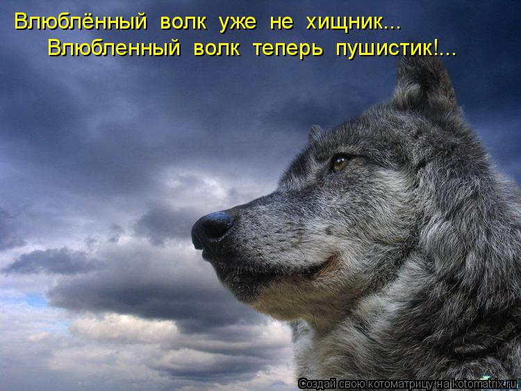 Котоматрица: Влюблённый  волк  уже  не  хищник... Влюбленный  волк  теперь  пушистик!...