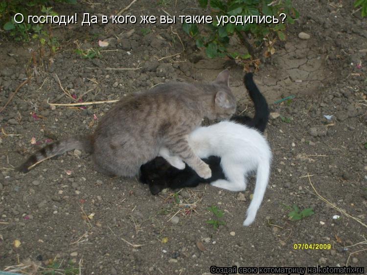 Котоматрица: О господи! Да в кого же вы такие уродились?