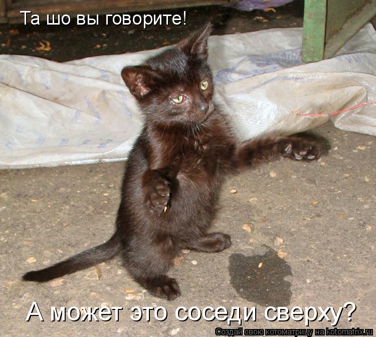 Котоматрица: Та шо вы говорите! А может это соседи сверху?