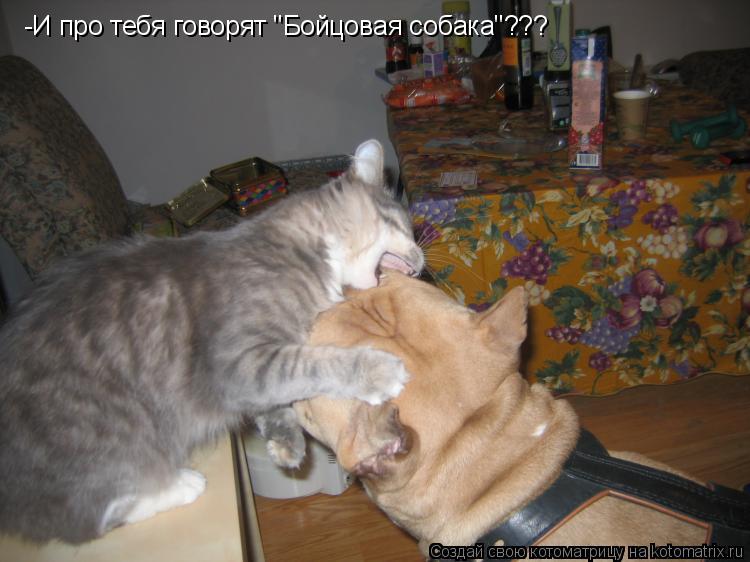 Котоматрица: -И про тебя говорят "Бойцовая собака"???