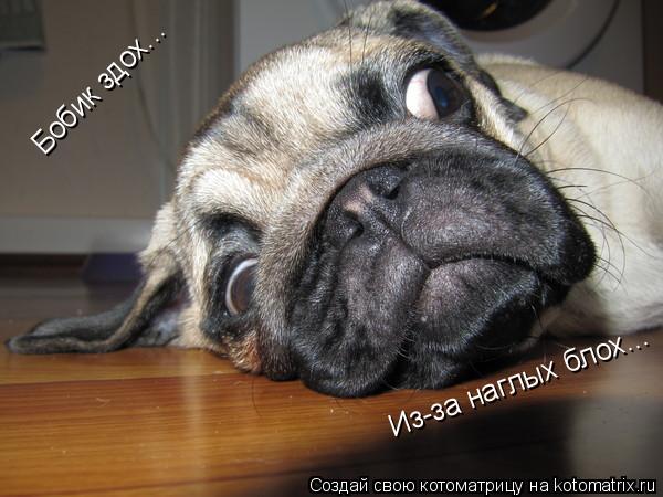 Котоматрица: Бобик здох... Из-за наглых блох...