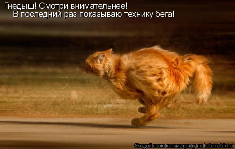 Котоматрица: Гнедыш! Смотри внимательнее! В последний раз показываю технику бега!