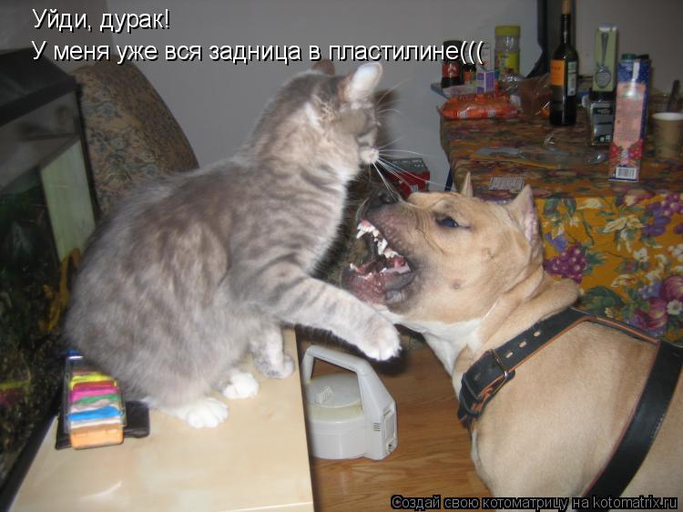 Котоматрица: Уйди, дурак! У меня уже вся задница в пластилине(((