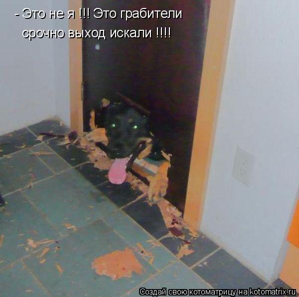 Котоматрица: - Это не я !!! Это грабители срочно выход искали !!!!
