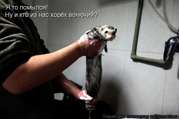 Котоматрица: Я то помылся!  Ну и кто из нас хорёк вонючий?