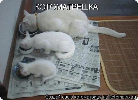 Котоматрица: КОТОМАТРЕШКА