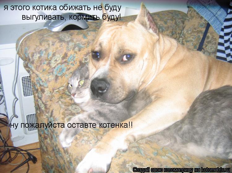 Котоматрица: я этого котика обижать не буду выгуливать, кормить буду! ну пожалуйста оставте котенка!!