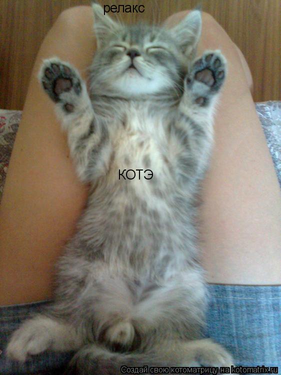 Котоматрица: релакс КОТЭ