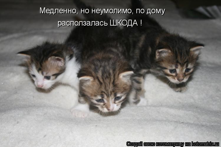 Котоматрица: Медленно, но неумолимо, по дому  расползалась ШКОДА !