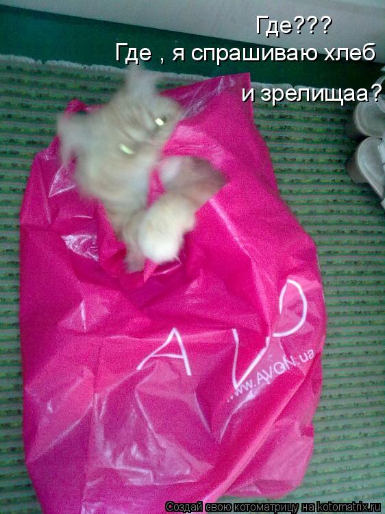 Котоматрица: Где???  Где , я спрашиваю хлеб  и зрелищаа?