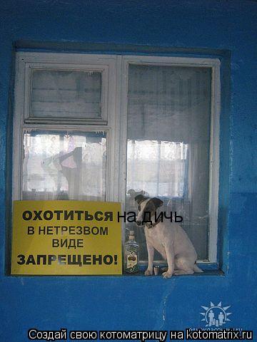 Котоматрица: на дичь