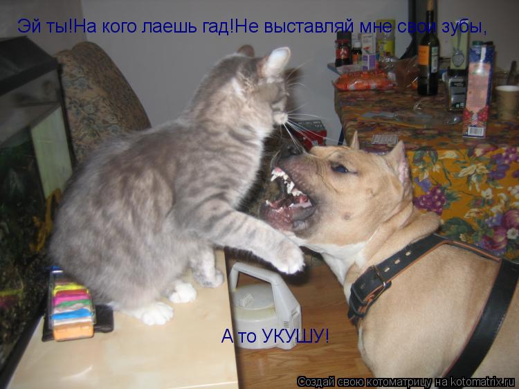 Котоматрица: Эй ты!На кого лаешь гад!Не выставляй мне свои зубы, А то УКУШУ!