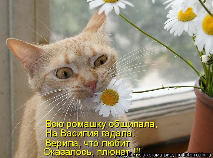 Котоматрица: Всю ромашку общипала, На Василия гадала. Верила, что любит, Оказалось, плюнет !!!