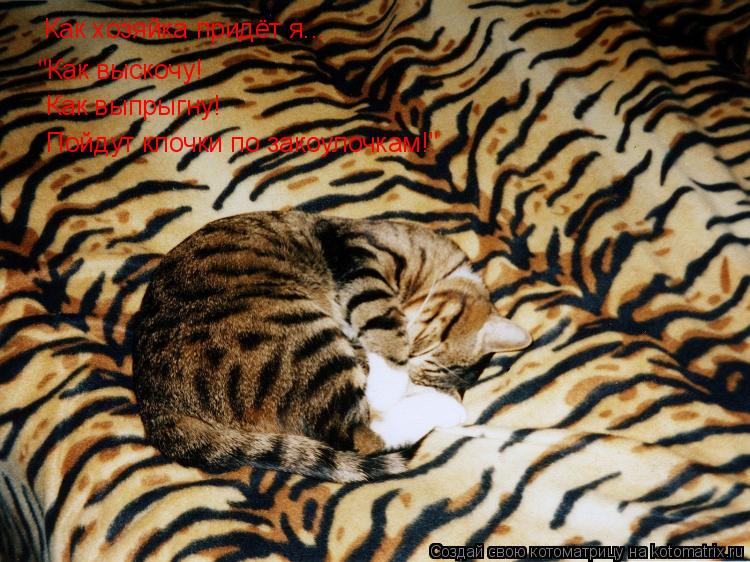 Котоматрица: Как хозяйка придёт я... "Как выскочу! Как выпрыгну! Пойдут клочки по закоулочкам!"