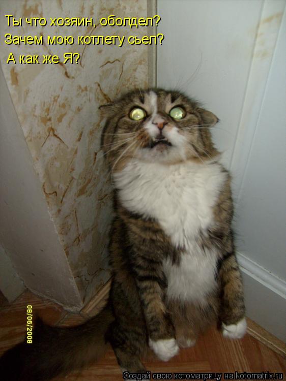 Котоматрица: Ты что хозяин, оболдел?  Зачем мою котлету сьел? А как же Я?