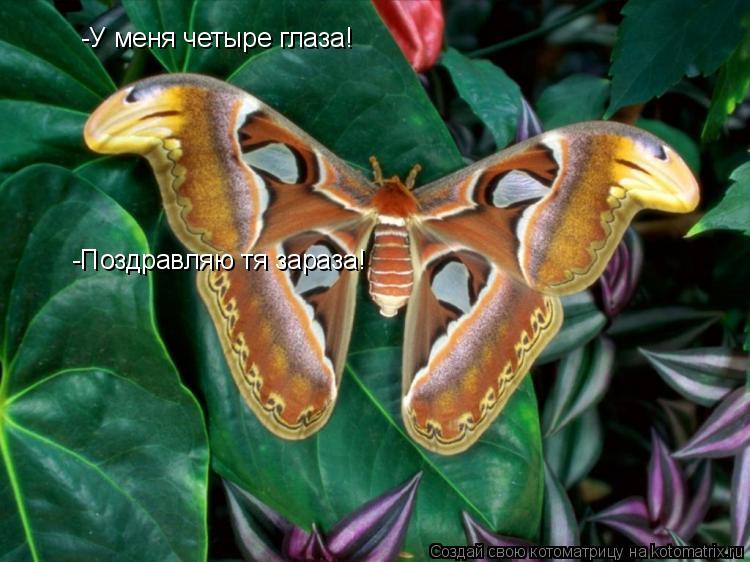 Котоматрица: -У меня четыре глаза! -Поздравляю тя зараза!