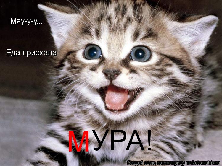 Мяу-у-у.... Еда приехала УРА! М... Котоматрица: Мяу-у-у.... Еда приехала УРА! М