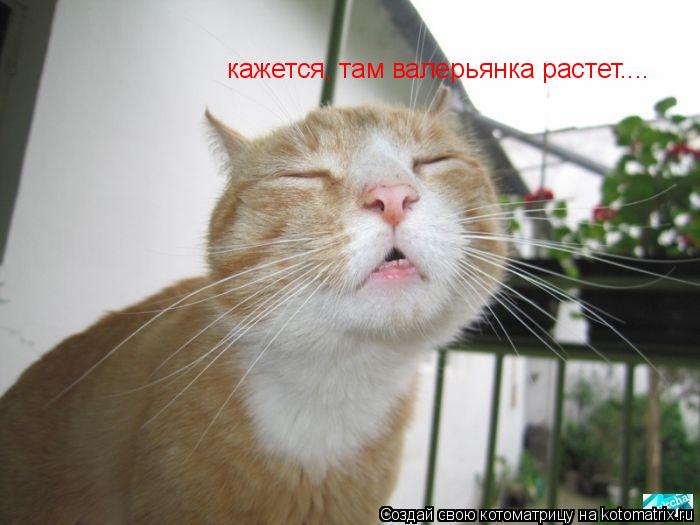 кажется, там валерьянка растет....... Котоматрица: кажется, там валерьянка растет....
