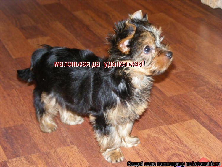 маленькая,да удаленькая! маленькая,да удаленькая!... Котоматрица: маленькая,да удаленькая! маленькая,да удаленькая!