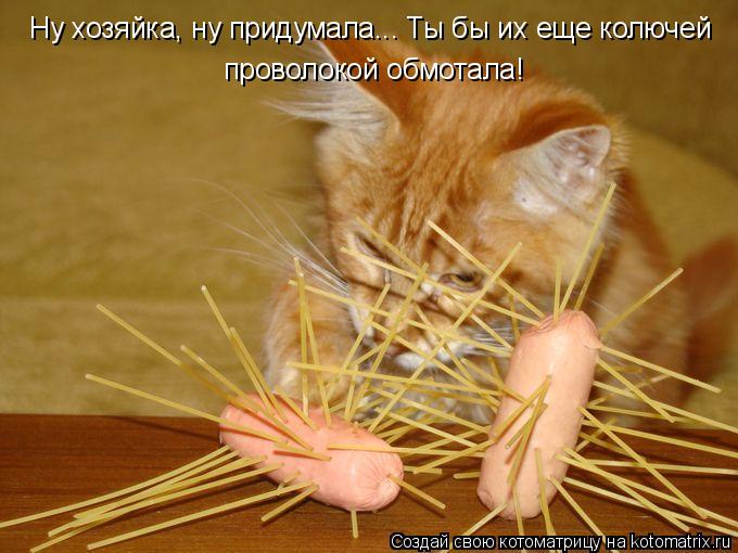 Ну хозяйка, ну придумала... Ты бы их еще колючей проволокой обмотала!... Котоматрица: Ну хозяйка, ну придумала... Ты бы их еще колючей проволокой обмотала!