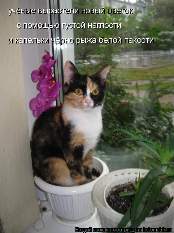 учёные вырастели новый цветок с помощью густой наглости и капельки чёрно рыжа белой пакости... Котоматрица: учёные вырастели новый цветок с помощью густой наглости и капельки чёрно рыжа белой пакости