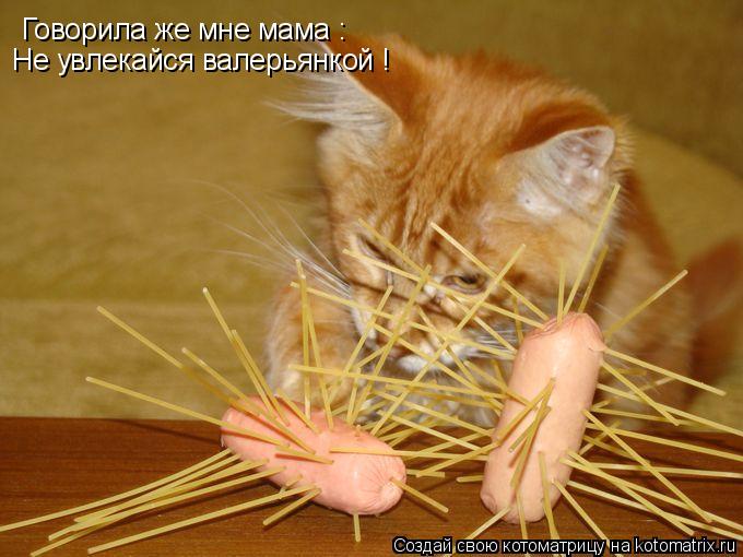 Говорила же мне мама : Не увлекайся валерьянкой !... Котоматрица: Говорила же мне мама : Не увлекайся валерьянкой !