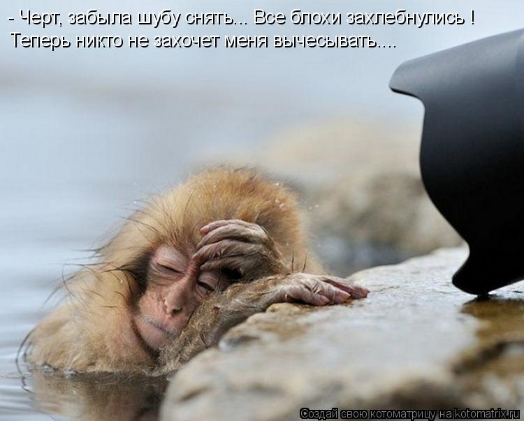 Котоматрица: - Черт, забыла шубу снять... Все блохи захлебнулись ! Теперь никто не захочет меня вычесывать....