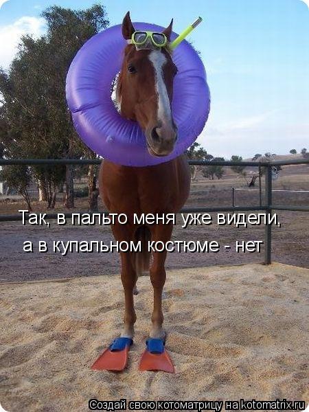 Так, в пальто меня уже видели, а в купальном костюме - нет... Котоматрица: Так, в пальто меня уже видели, а в купальном костюме - нет