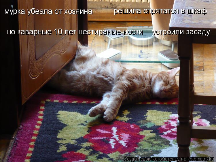 мурка убеала от хозяина решила спрятатся в шкаф но каварные 10 лет нестираные носки устроили засаду... Котоматрица: мурка убеала от хозяина решила спрятатся в шкаф но каварные 10 лет нестираные носки устроили засаду