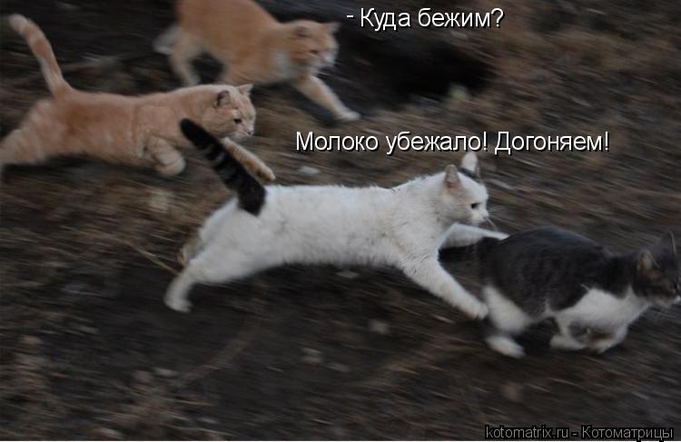 Куда бежим? - Молоко убежало! Догоняем!... Котоматрица: Куда бежим? - Молоко убежало! Догоняем!