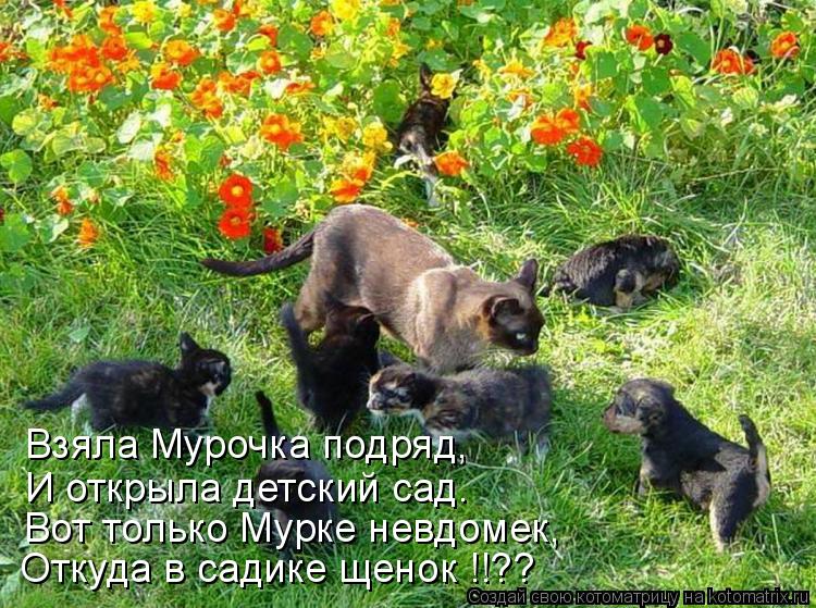 Взяла Мурочка подряд, И открыла детский сад. Вот только Мурке невдомек, Откуда в садике щенок !!??... Котоматрица: Взяла Мурочка подряд, И открыла детский сад. Вот только Мурке невдомек, Откуда в садике щенок !!??