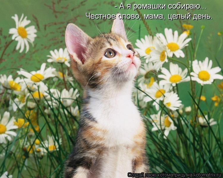 Котоматрица: Честное слово, мама, целый день. - А я ромашки собираю...