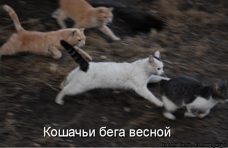 Котоматрица: Кошачьи бега весной