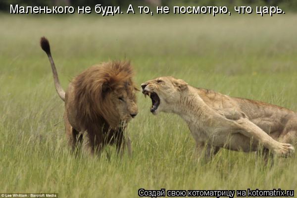 Котоматрица: Маленького не буди. А то, не посмотрю, что царь.