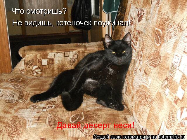 Котоматрица: Что смотришь?  Не видишь, котеночек поужинал!  Давай десерт неси!