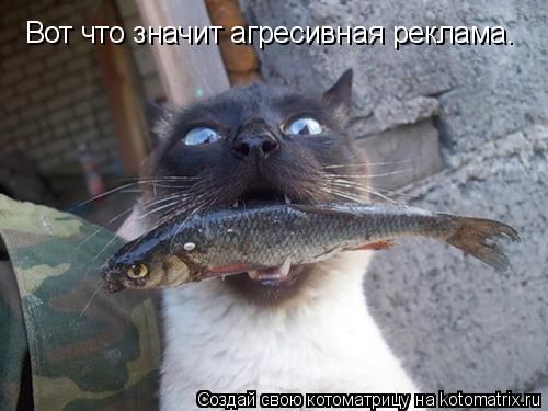 Котоматрица: Вот что значит агресивная реклама.