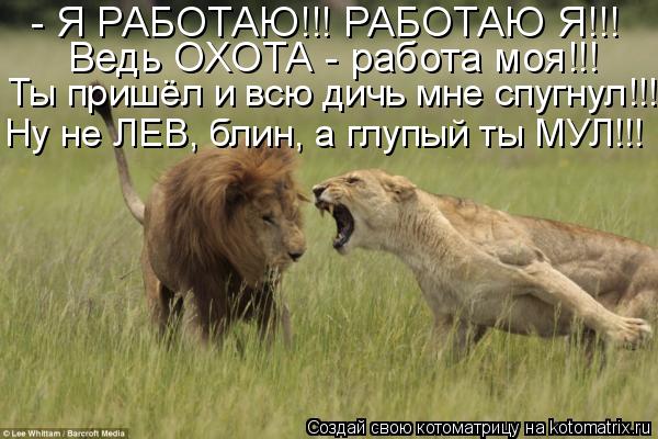 Котоматрица: - Я РАБОТАЮ!!! РАБОТАЮ Я!!! Ведь ОХОТА - работа моя!!! Ты пришёл и всю дичь мне спугнул!!! Ну не ЛЕВ, блин, а глупый ты МУЛ!!!