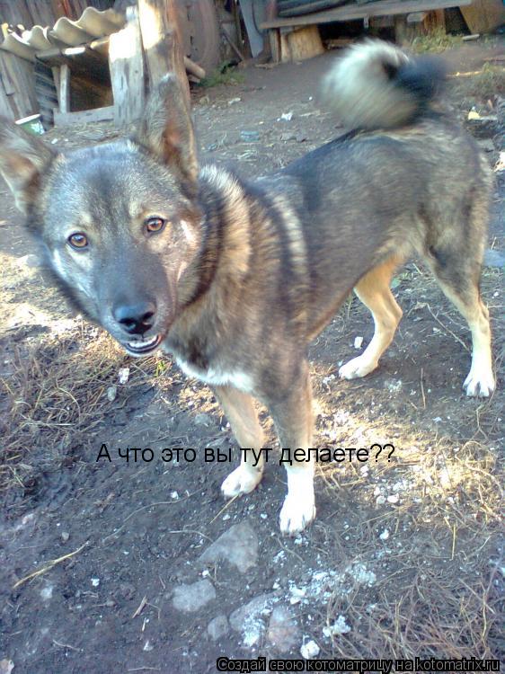 Котоматрица: А что это вы тут делаете??