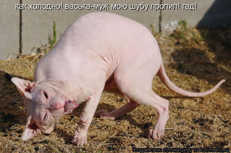 Котоматрица: как холодно! васька-муж мою шубу пропил! гад!