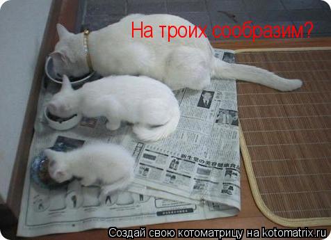 Котоматрица: На троих сообразим?