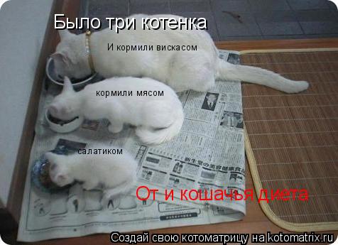 Котоматрица: Было три котенка И кормили вискасом   кормили мясом салатиком От и кошачья диета