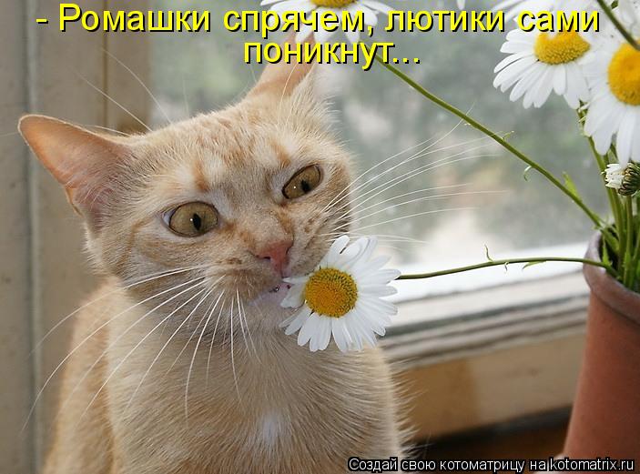 Котоматрица: - Ромашки спрячем, лютики сами  поникнут...