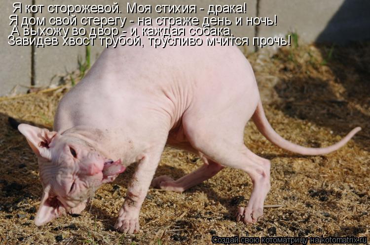 Котоматрица: Я кот сторожевой. Моя стихия - драка!  Я дом свой стерегу - на страже день и ночь! А выхожу во двор - и каждая собака,  Завидев хвост трубой, трус