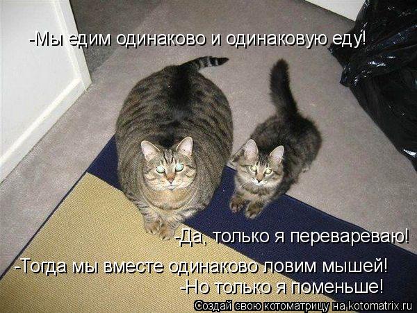 Котоматрица: -Мы едим одинаково и одинаковую еду! -Да, только я перевареваю! -Тогда мы вместе одинаково ловим мышей! -Но только я поменьше!