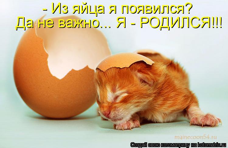 Котоматрица: - Из яйца я появился? Да не важно... Я - РОДИЛСЯ!!!
