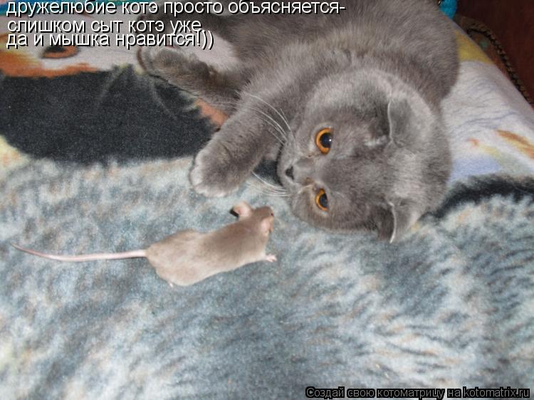 Котоматрица: дружелюбие котэ просто объясняется- слишком сыт котэ уже, да и мышка нравится!))
