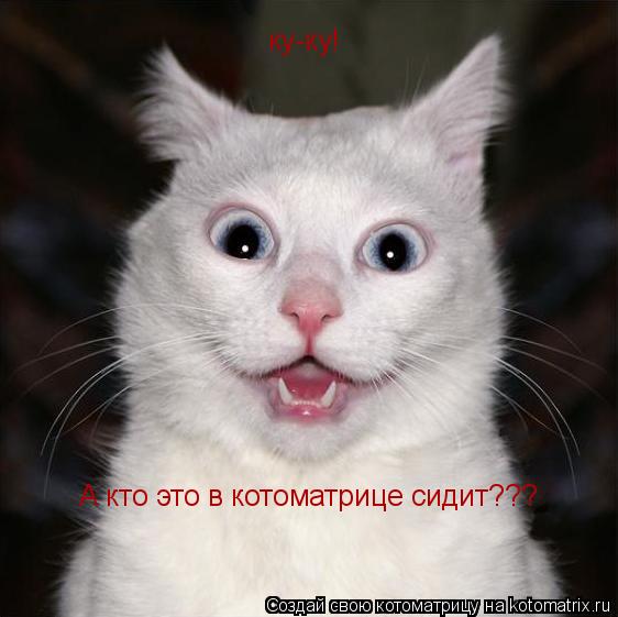 Котоматрица: ку-ку! А кто это в котоматрице сидит???