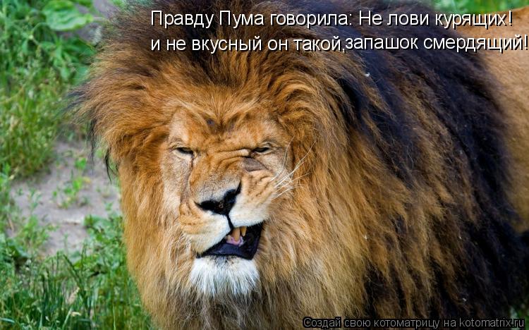 Правду Пума говорила: Не лови курящих! и не вкусный он такой, запашок смердящий!... Котоматрица: Правду Пума говорила: Не лови курящих! и не вкусный он такой, запашок смердящий!